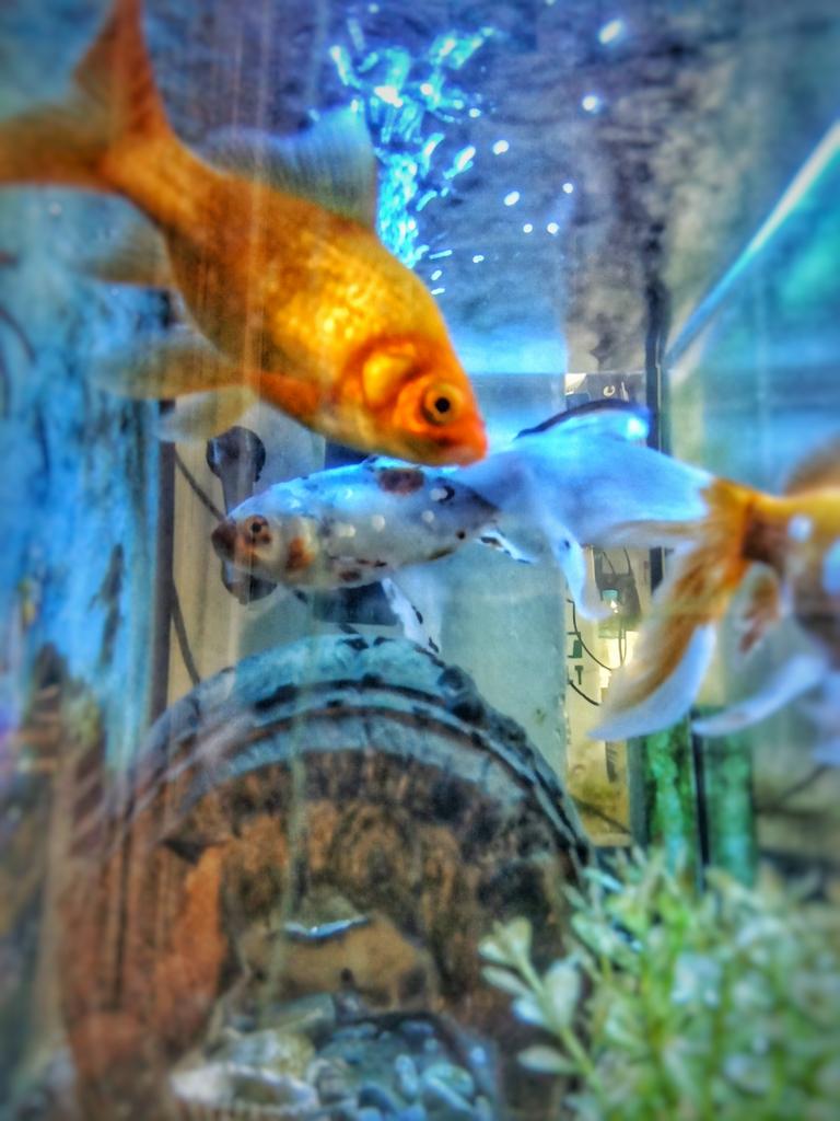 fish in an aquarium stock photography soundfxs com